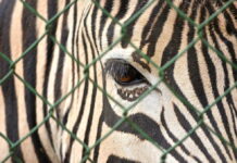 La souffrance des animaux en captivité enfin reconnue