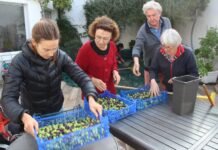 15kg d’olives : la joie d’une cueillette anti-gaspi et solidaire