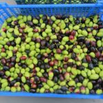 IMG_3829 aux arbres citoyens crédit jenny delrieux