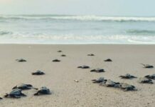 La reproduction des tortues est gravement menacée