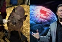 Elon Musk ciblé par une enquête pour maltraitance animale