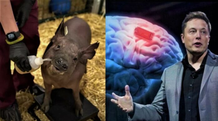 Elon Musk ciblé par une enquête pour maltraitance animale