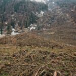 Déforestation photo 1