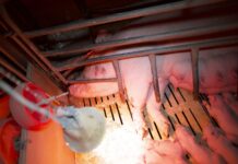 Vision d’horreur : L214 interpelle un élevage porcin breton