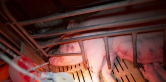 Vision d’horreur : L214 interpelle un élevage porcin breton