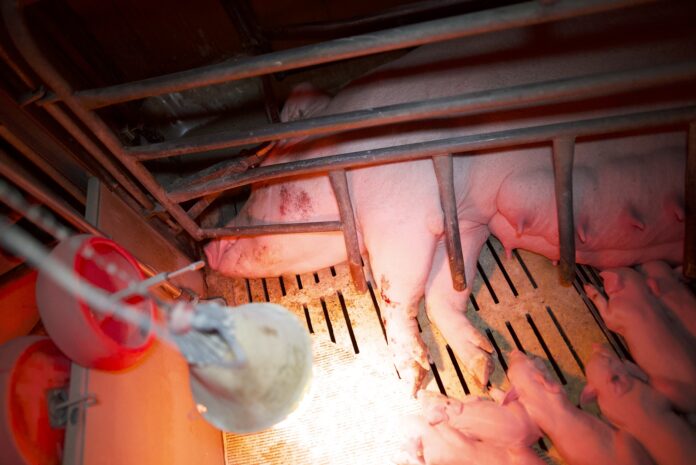 Vision d’horreur : L214 interpelle un élevage porcin breton