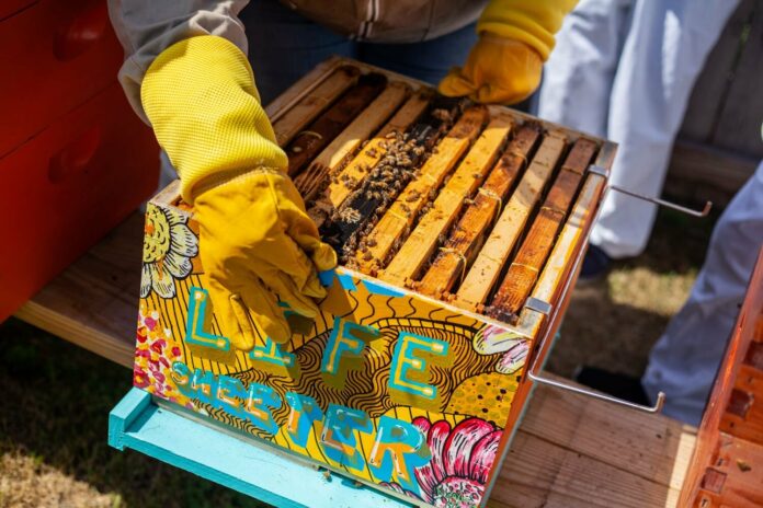 « Trop de ruches en ville ». Quand aider les abeilles les dessert