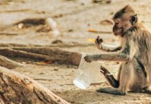 Biodiversité : une nouvelle étude dévoile des extinctions en cascade