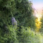 ural-owl-gefce14909_1280