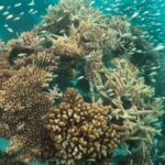 corail the coral planters