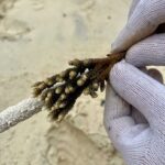 coral_planters-bicubic