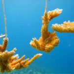 coraux 2 la tete ds l&rsquo;eau