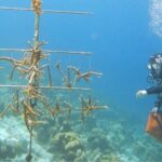 coraux 3 structure la têtet ds l&rsquo;eau