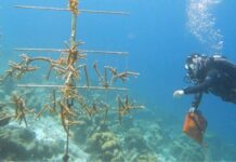 La transplantation : cette piste pour sauver les coraux abîmés