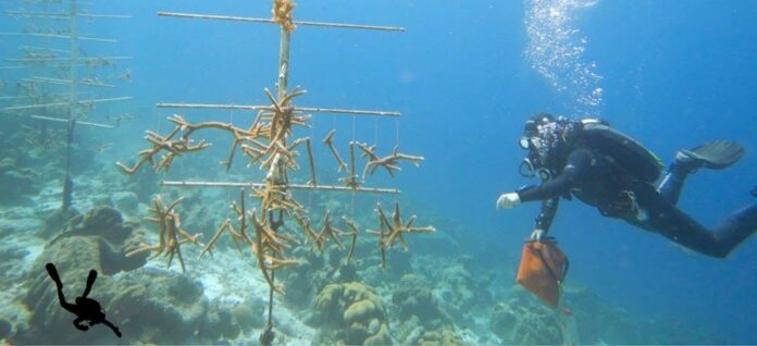 La transplantation : cette piste pour sauver les coraux abîmés