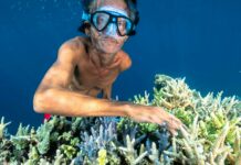 50% du corail a disparu : la science l’avait prédit en 1998