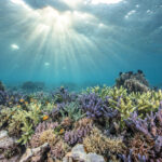 image-2_copyright-Martin-Colognoli-ConvertImage