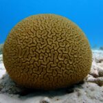 La tête dans l&rsquo;eau corail cerveau neptune