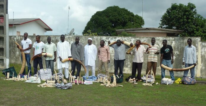 Gabon : les dessous de la lutte contre le braconnage