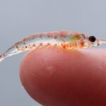 WIKIMEDIA_Sophie Webb