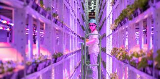 Les ambivalences de l’agriculture verticale