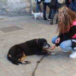 IMG_3919 Gamelles pleines La Rochelle distribution de friandises crédit Jenny Delrieux