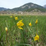 08_TULIPES_SAUVAGES_CHAMARG
