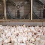 12-LDC-densite-elevage-extreme-ConvertImage