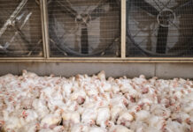 La consommation de viande en France a augmenté de 50% depuis 1970