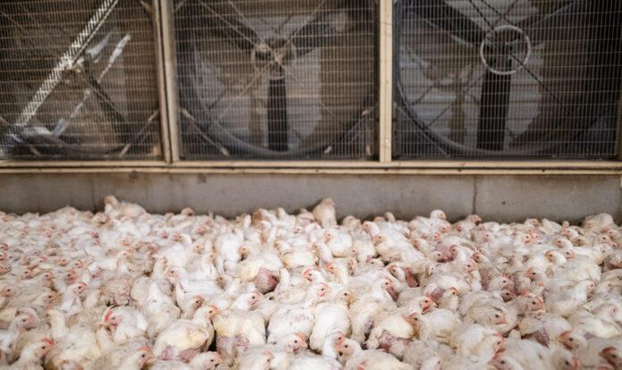 La consommation de viande en France a augmenté de 50% depuis 1970