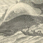 FMIB_43691_Harpooning_the_Greenland_Whale