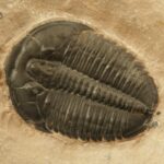 GETTY IMAGE par CANVA_Elrathia Kingi