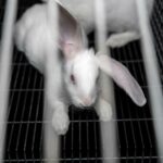 jeune-lapin-lapereau-cage-e