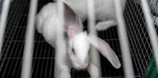 L214 dénonce la torture réservée aux lapins par Auchan