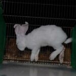 lapereau-mort-mortalite-nor