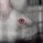 lapin-engraissement-elevage