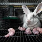 maternite-elevage-intensif-