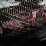 nouveau-nes-elevage-lapins