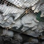 pattes-cages-grillagees