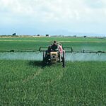 1024px-LPCC-733-Aplicació_d&rsquo;herbicides_en_arròs