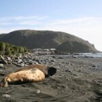 Macquarie_Island_and_Elephant_Seals