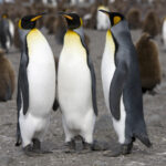 Manchot_royal_-_King_Penguin