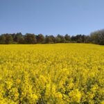 Champs_de_colza_en_avril,_en_marge_de_la_Forêt_de_Fontainebleau