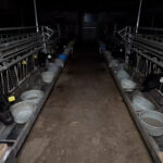 elevage-intensif-pays-bas