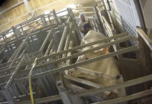 Abattoir de Bazas : enquête sur 7 ans de maltraitance animale