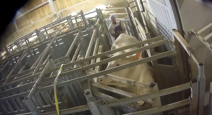 Abattoir de Bazas : enquête sur 7 ans de maltraitance animale