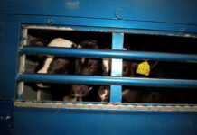 Nouvelles images scandaleuses de transport de veaux nourrissons