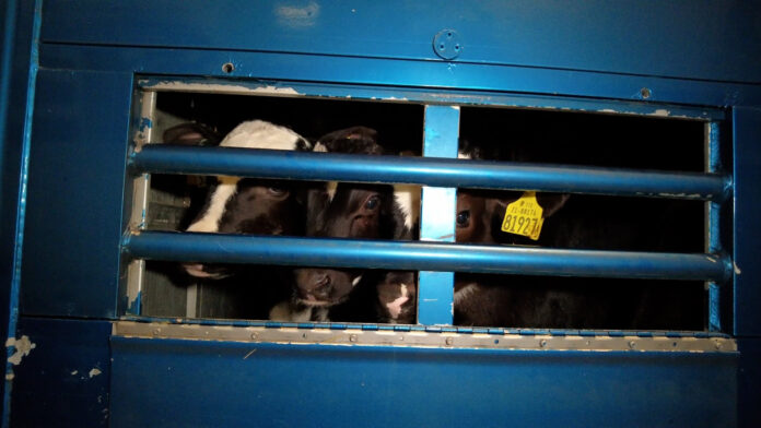 Nouvelles images scandaleuses de transport de veaux nourrissons