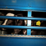 veaux-betaillere-irlande-pays-bas