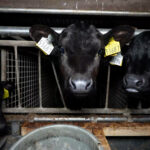 veaux-engraissement-elevage-pays-bas